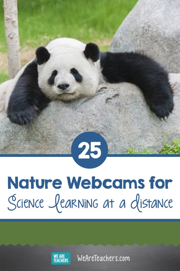 25 nature webcams 